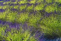 Purple Lavender Blossoms Blooming Patterns Abstract Washington Royalty Free Stock Photo