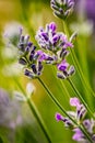 Purple lavender with blurred foreground and background. Royalty Free Stock Photo