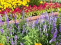 Purple lavender with Colorful of Astilbe blooming in the garden, yellow flowers and other beautiful flowers in sunlight morning. Royalty Free Stock Photo