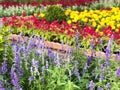 Purple lavender, Colorful of Astilbe blooming in the garden with yellow flowers and other beautiful flowers in sunlight morning.