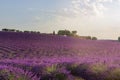 Purple lavender field with farm in French Provence Royalty Free Stock Photo