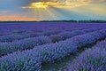 Purple lavender field sun shining through clouds Bulgaria Royalty Free Stock Photo