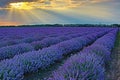 Purple lavender field sunbeams through clouds Bulgaria Royalty Free Stock Photo