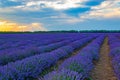 Purple lavender field sunbeams through clouds Bulgaria Royalty Free Stock Photo