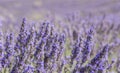 Purple lavender fields