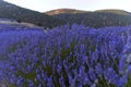 Purple lavender fields in Kuyucak near Isparta of Turkey. Lavender with mountain.