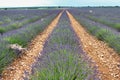 Purple lavender fields in Spain