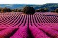 Purple Lavender Fields. Summer sunset landscape in Brihuega