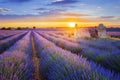 Purple lavender filed in Valensole at sunset