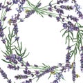 Purple lavender. Floral botanical flower. Frame border ornament square. Royalty Free Stock Photo