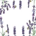 Purple lavender. Floral botanical flower. Frame border ornament square. Royalty Free Stock Photo