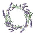 Purple lavender. Floral botanical flower. Frame border ornament square. Royalty Free Stock Photo