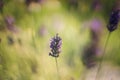 Purple lavender flower against a background of a green blurry background with a bush Royalty Free Stock Photo