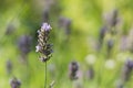 Purple lavender flower against a background of light green blurred background with a bush, Shallow DOF Royalty Free Stock Photo