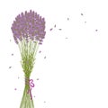 Purple Lavender Flower Background