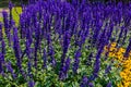 Blue Salvia salvia Farinacea Flowers from the Royal Botanical Garden, Sydney New South Wales Australia. Royalty Free Stock Photo