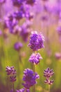 Purple lavender flower close up in a garden Royalty Free Stock Photo