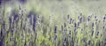 Purple lavender flower in field. Summer scenic landscape banner design Royalty Free Stock Photo