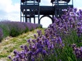 purple lavender flower field with wooden fort gate in the distance