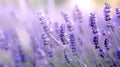 purple lavender flower Royalty Free Stock Photo