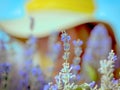 Purple lavender flower and young girl in a yellow bright hat in purple lavender field. Summer background. Provence, lavender