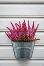 Purple lavender flowers in bucket on white wooden wall Royalty Free Stock Photo