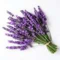 Real Lavender Bundle On White Background - Raynald Leclerc Style