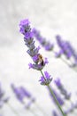 Purple Lavender flowers and bee on green nature blurred background. Viole Lavandula for herbal medicine Royalty Free Stock Photo