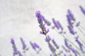 Purple Lavender flowers and bee on green nature blurred background. Viole Lavandula for herbalism Royalty Free Stock Photo