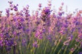 Purple lavender flowers on a blue clear sky background. Blooming lavender in the sunlight. Beautiful summer day. Royalty Free Stock Photo