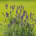 Purple lavender flowers on a blurred green background. Royalty Free Stock Photo