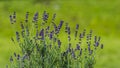 Purple lavender flowers on a blurred green background. Royalty Free Stock Photo