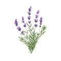 Purple lavender flowers bunch. French blooms, herbs. Wild floral posy, violet lavandula, Provence lavander. Realistic