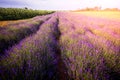 Purple lavender flowers field at sunny summer day. Royalty Free Stock Photo