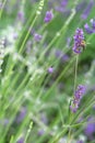 Purple Lavender flowers on green nature blurred background in sunny day. Bright violet Lavandula for herbalism Royalty Free Stock Photo