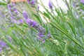 Purple Lavender flowers on green nature blurred background. Viole aromatic Lavandula for herbalism in meadow Royalty Free Stock Photo