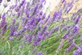 Purple Lavender flowers on green nature blurred background. Violet flowers in meadow in sunny day. Close up Royalty Free Stock Photo