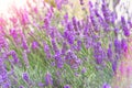Purple Lavender flowers on green nature blurred background. Violet Lavandula in meadow. Close up Royalty Free Stock Photo