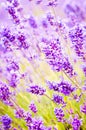 Purple lavender flowers