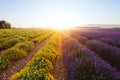 Purple lavender flowers and yellow dwarf everlast flowers in Provence at sunrise Royalty Free Stock Photo
