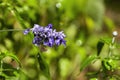 Purple Lavender flowers with water drops Royalty Free Stock Photo