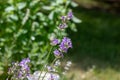 Purple lavender herb flowers in a sunny garden Royalty Free Stock Photo