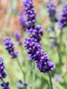 Purple lavender landscape plant image