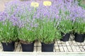 Purple lavender, lavandula Hidcote, plants flower pots garden center greenhouse Royalty Free Stock Photo