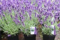 Purple lavender Hidcote, Lavandula, plants pots garden center greenhouse flower nursery Royalty Free Stock Photo