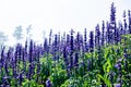 The Purple Lavender in Phu Tabberk Garden Royalty Free Stock Photo