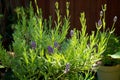 Purple lavender plant in bloom Royalty Free Stock Photo