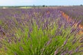 Purple lavender plantation in Spain