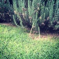 Purple lavender plants