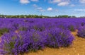 Purple lavender ready for harvest in a field in Heacham, Norfolk, UK